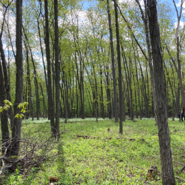 MINNESOTA OAK SAVANNA: TOUR OF CULLEN NATURE PRESERVE OAK SAVANNA RESTORATION