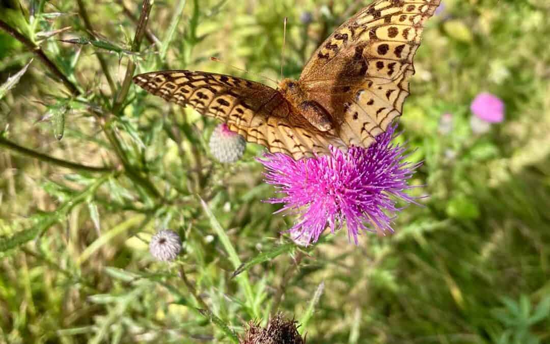 EMPIRE-SAUK AND BLUE MOUNDS AREA PROJECT: BLUE MOUNDS STATE PARK TO PARRISH OAK SAVANNA FIELD TRIP