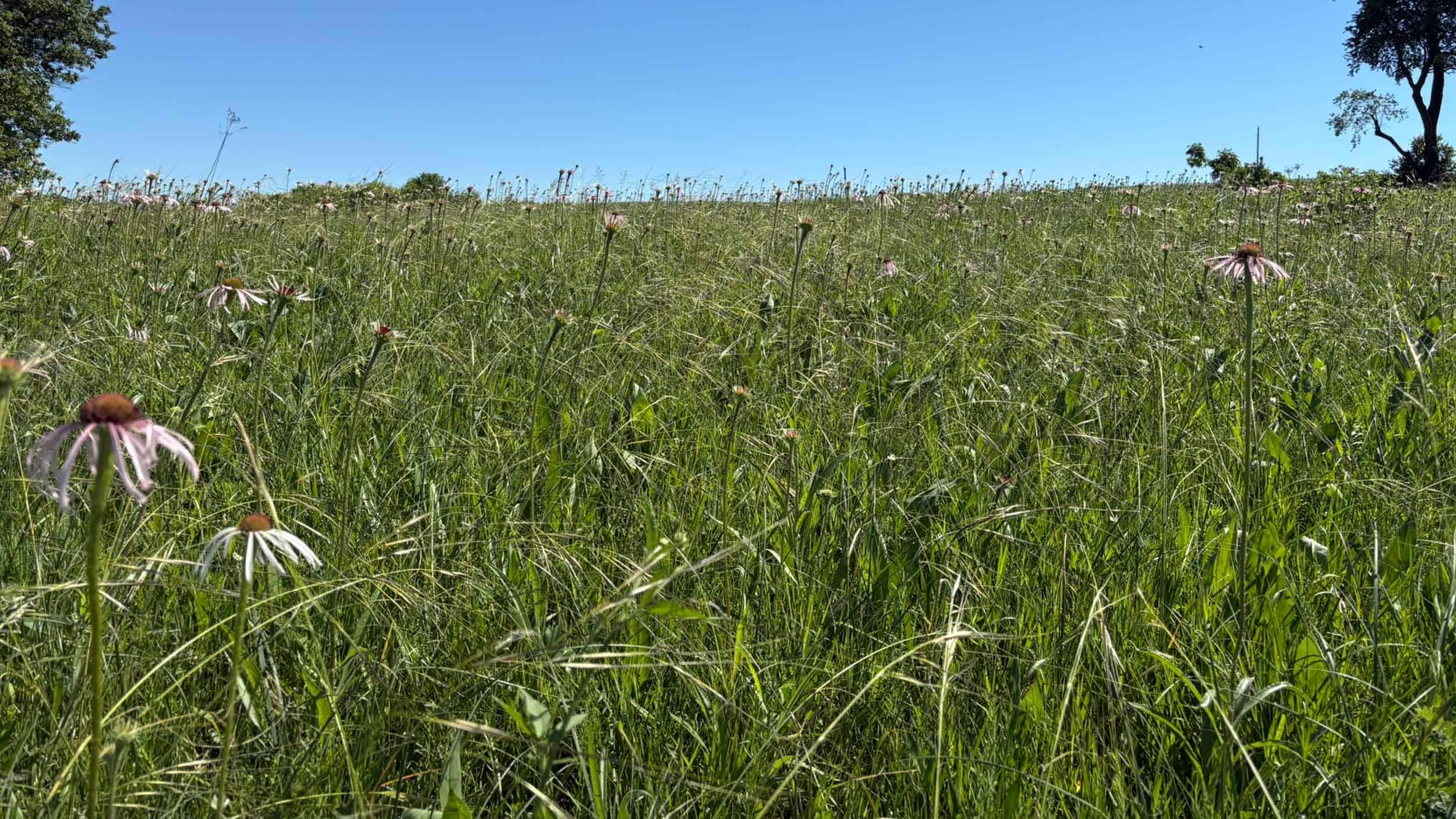 porcupine_grass_pale_purple_coneflower_bush_clover_prairie_dan_carter_web_header