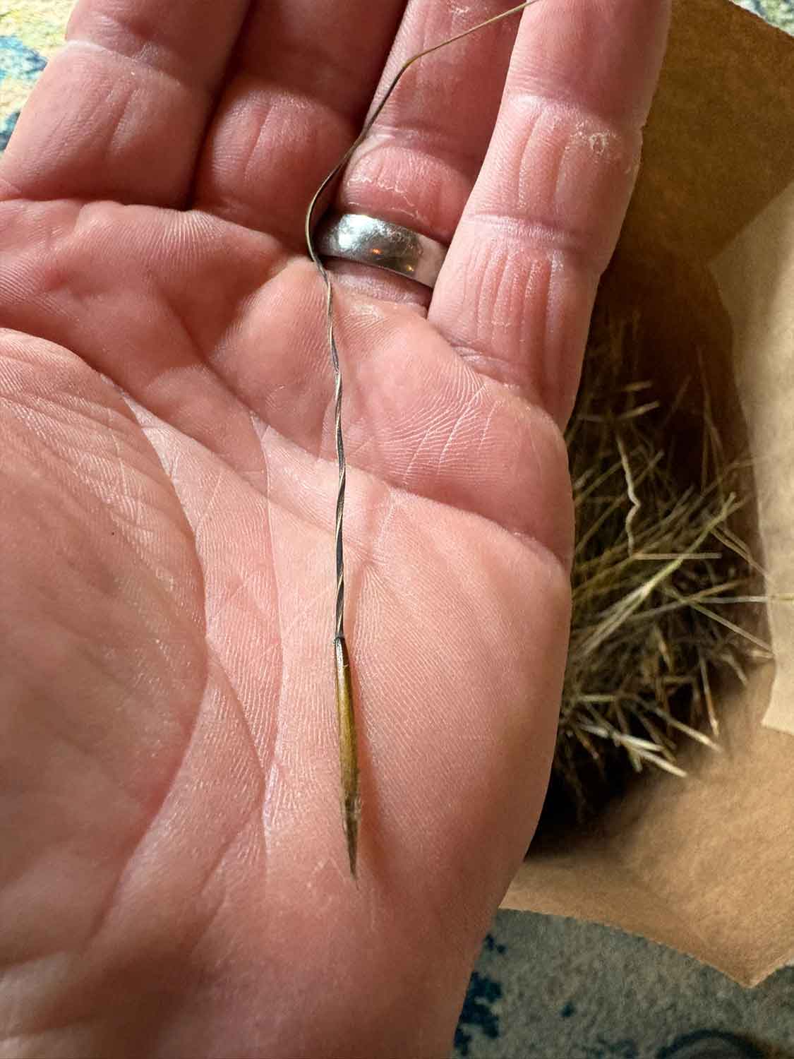 porcupine_grass_seed_closeup_dan_carter_web_portrait