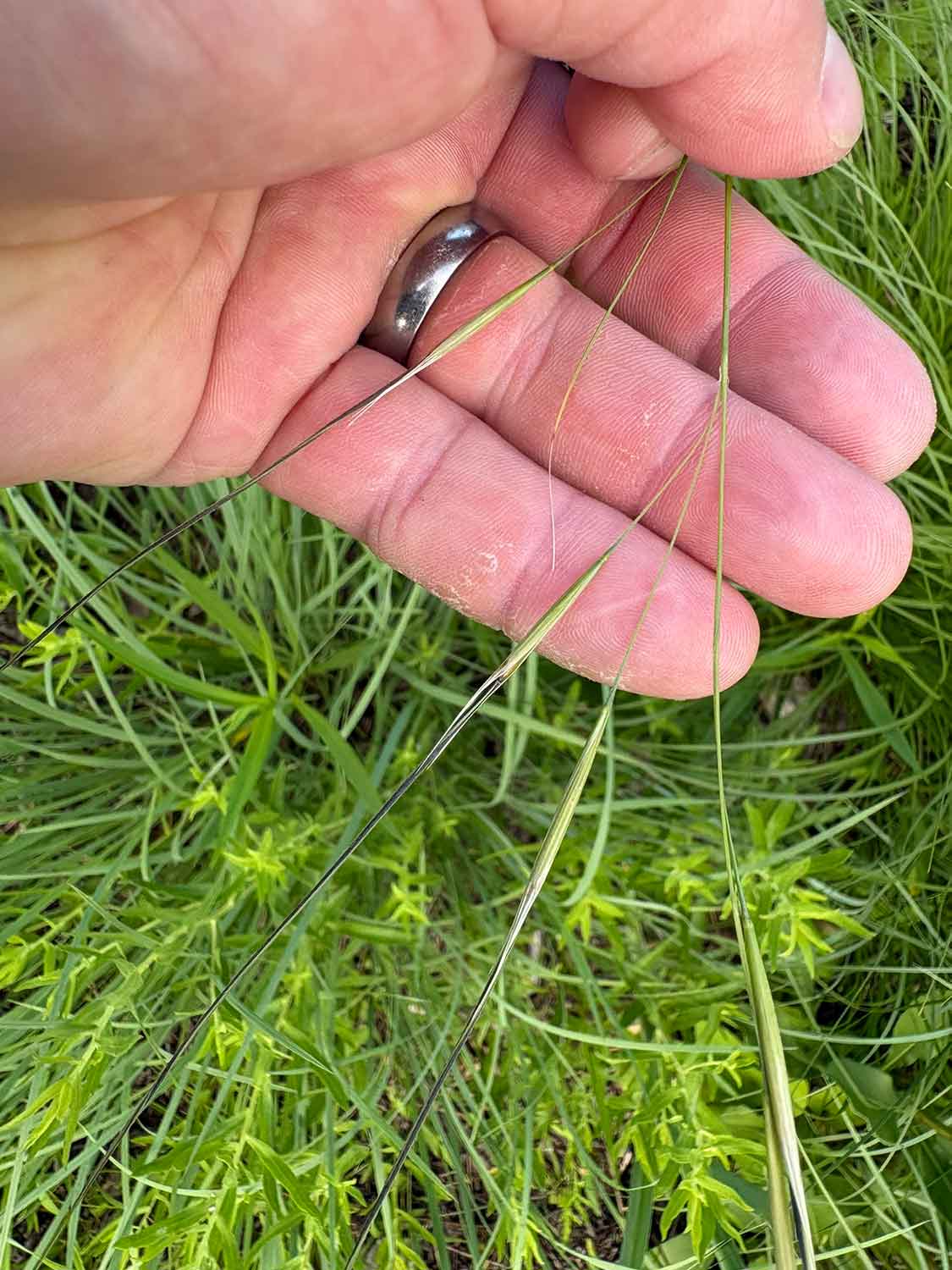 Porcupine Grass