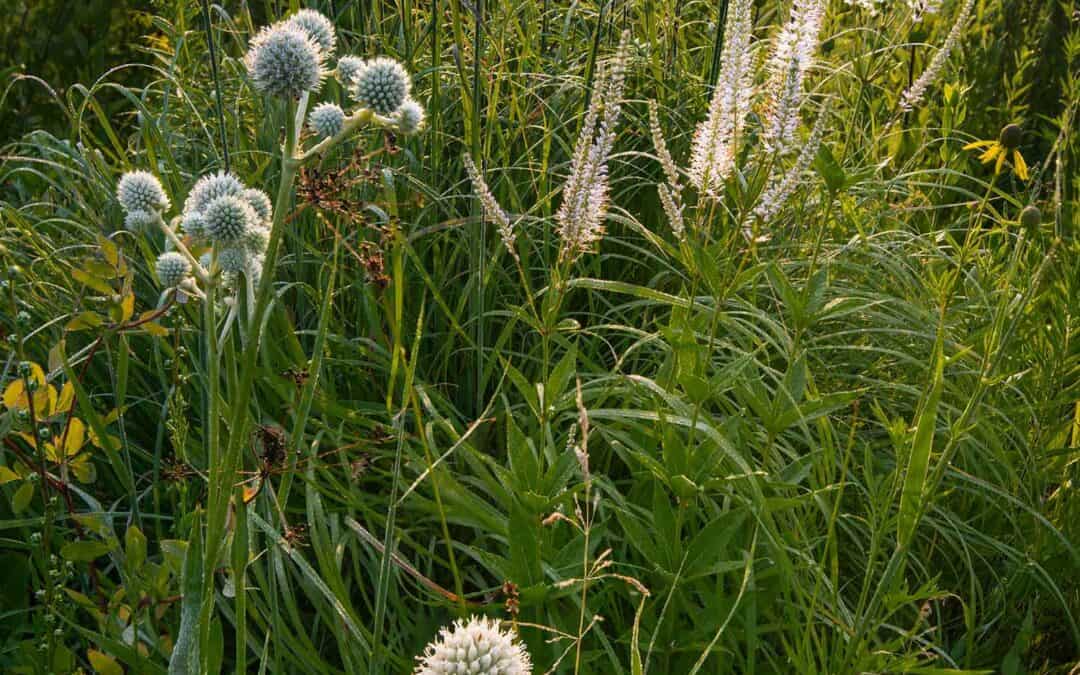 EMPIRE-SAUK: SCHURCH-THOMSON PRAIRIE FIELD TRIP