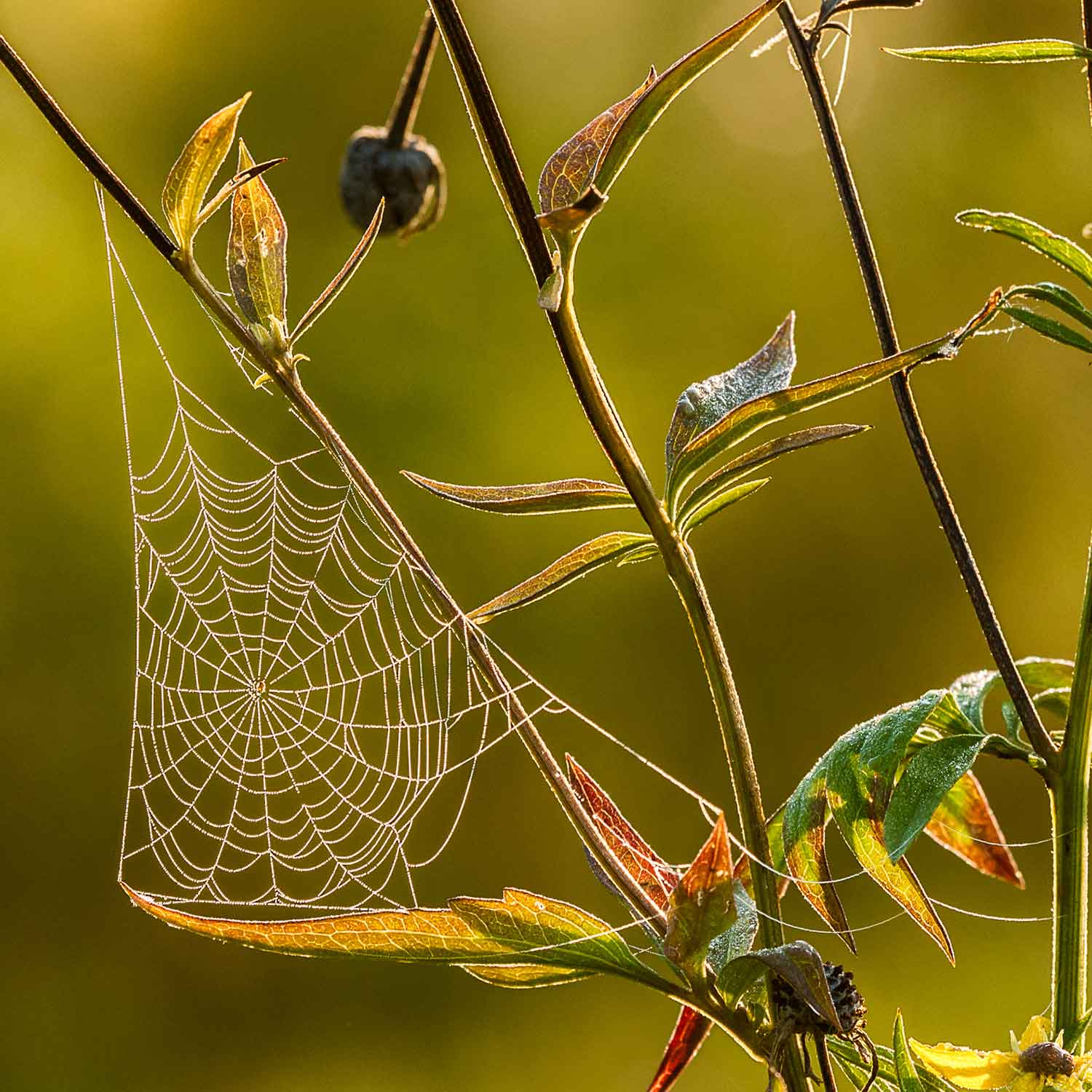 spiderweb_gary_shackelford_web_square
