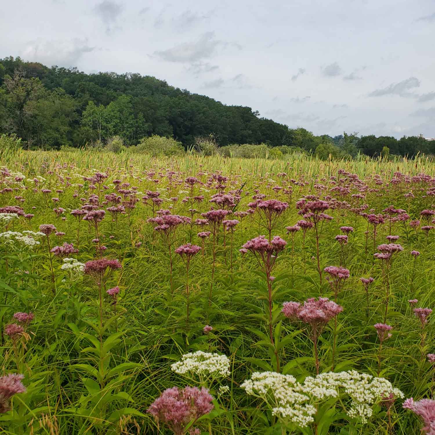 thomas_wet_prairie_kristin_westad_web_square