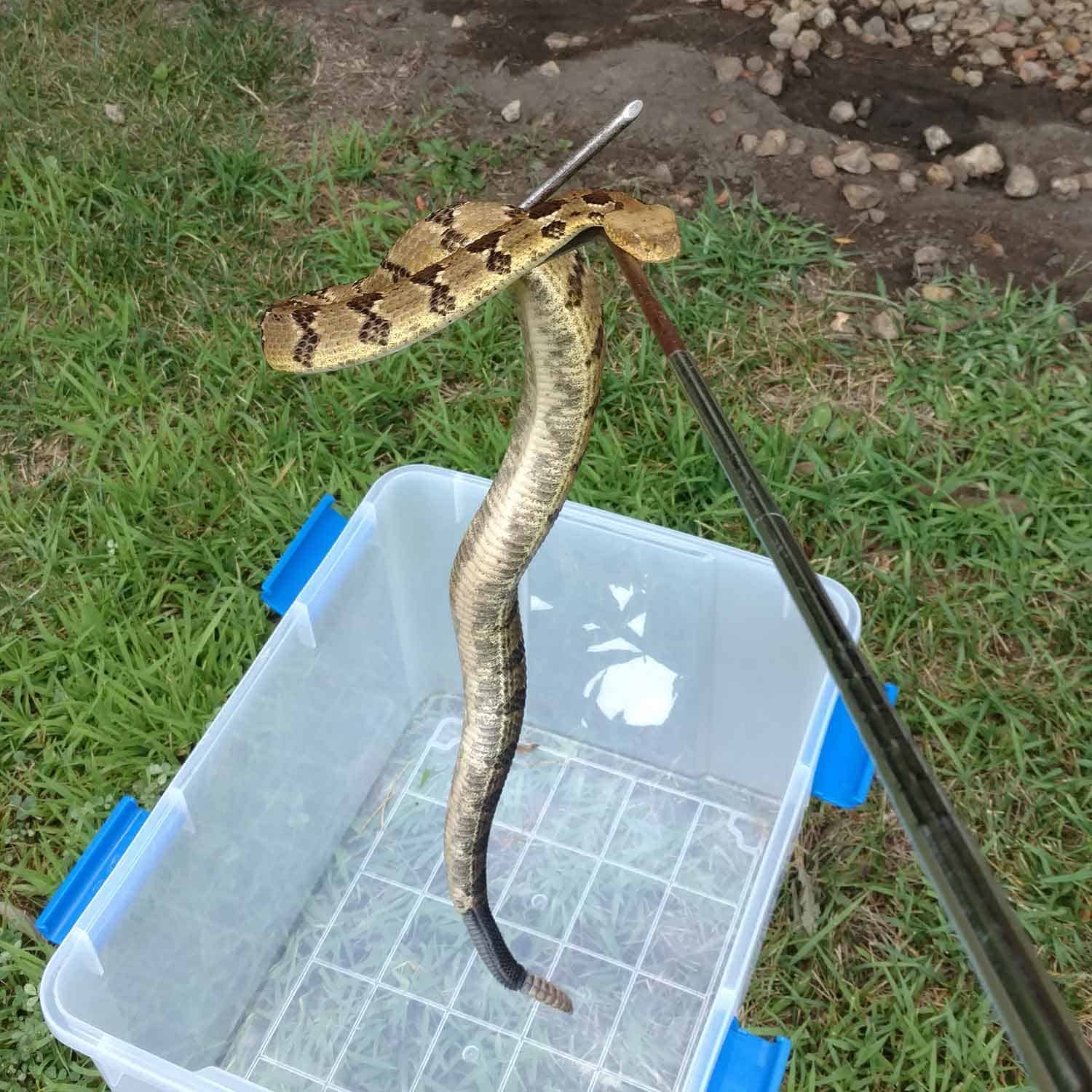 timber_rattlesnake_hook_stephen_winter_web_square