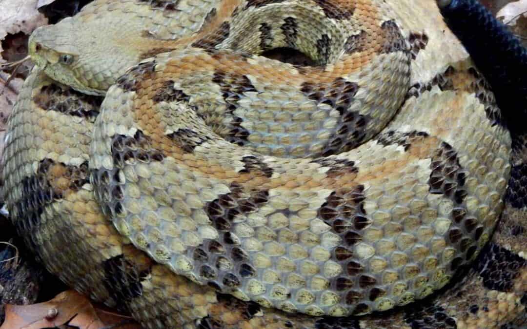 Rattlesnake Rescuer