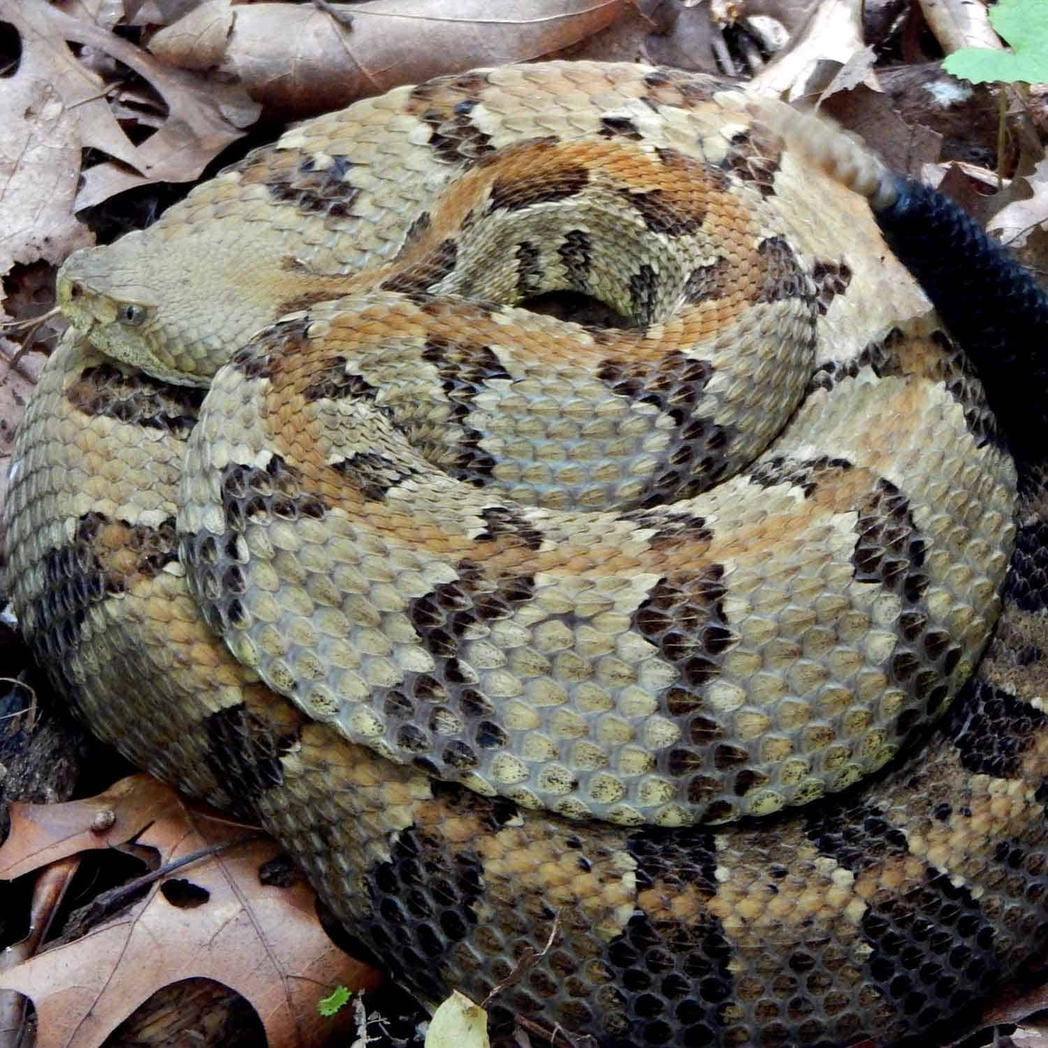 timber_rattlesnake_stephen_winter_web_square