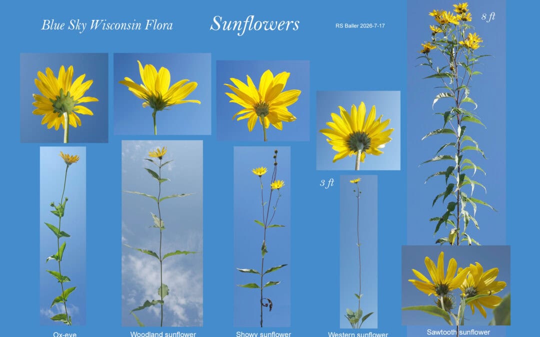 Blue Sky Botany – Sunflowers