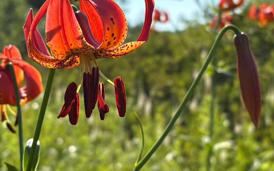 One Year Protected: Mukwonago River Oak Barrens