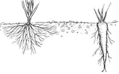Survey of Drought and Root Morphology across Southern Wisconsin Prairies