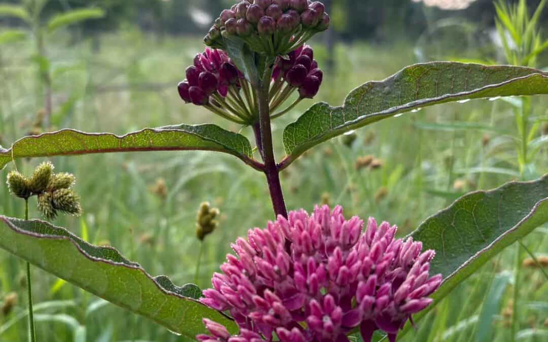 Mukwonago River Oak Barrens Update